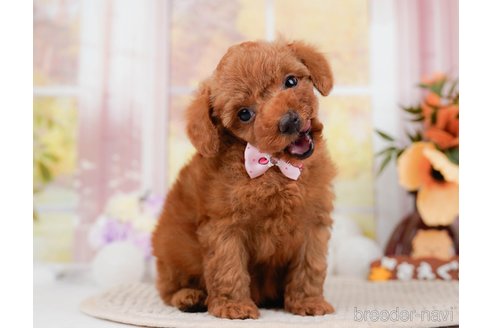 成約済の神奈川県のトイプードル-295880の9枚目