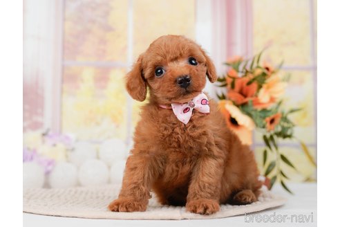 成約済の神奈川県のトイプードル-295880の10枚目