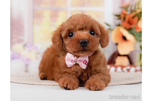 成約済の神奈川県のトイプードル-295880の1枚目