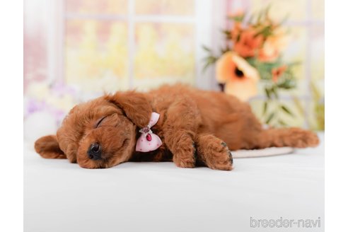 成約済の神奈川県のトイプードル-295880の4枚目