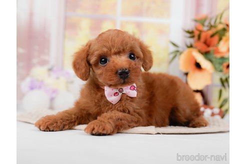 成約済の神奈川県のトイプードル-295880の5枚目