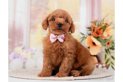 成約済の神奈川県のトイプードル-295880の6枚目