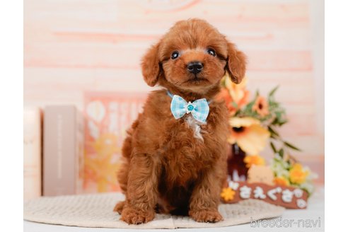 成約済の神奈川県のトイプードル-295881の6枚目