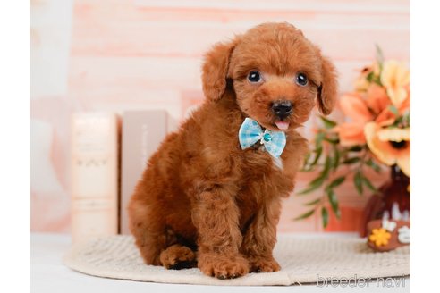 成約済の神奈川県のトイプードル-295881の7枚目