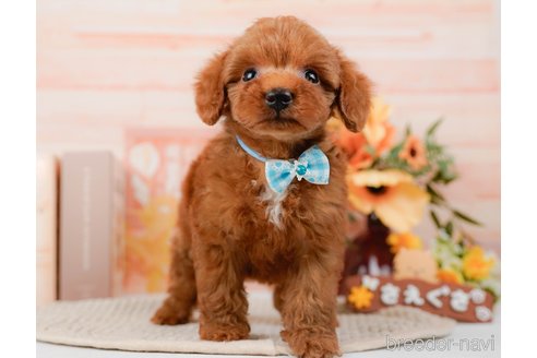 成約済の神奈川県のトイプードル-295881の9枚目