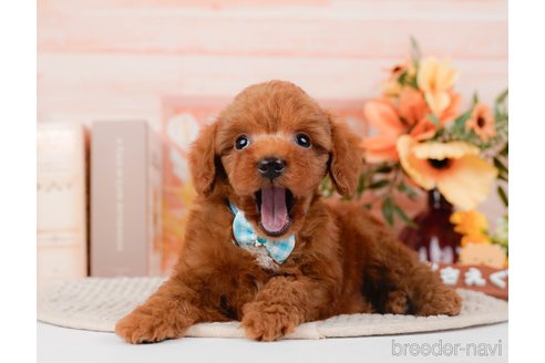 成約済の神奈川県のトイプードル-295881の10枚目