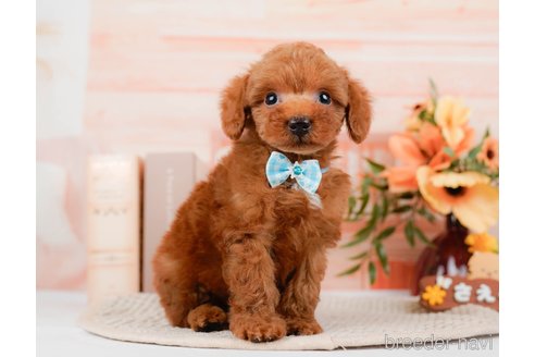 成約済の神奈川県のトイプードル-295881の3枚目