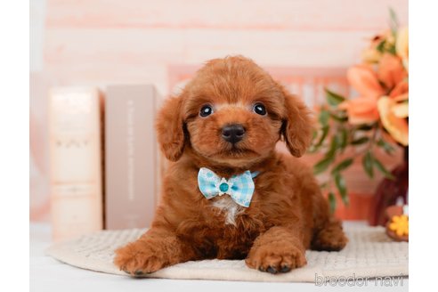 成約済の神奈川県のトイプードル-295881の1枚目