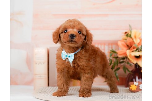 成約済の神奈川県のトイプードル-295881の5枚目