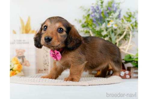 成約済の神奈川県のミニチュアダックスフンド(ロングヘアード)-295884の6枚目