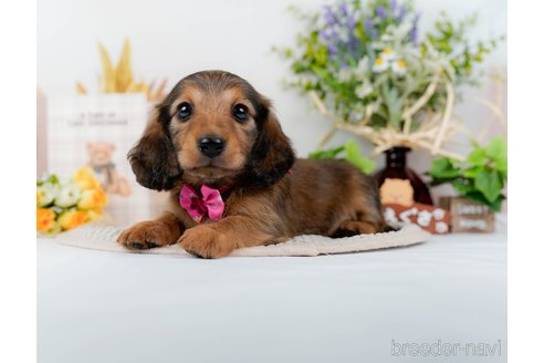 成約済の神奈川県のミニチュアダックスフンド(ロングヘアード)-295884の7枚目