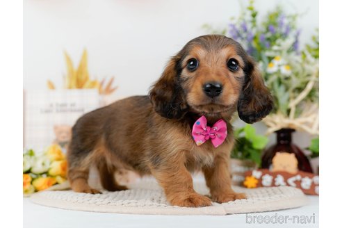 成約済の神奈川県のミニチュアダックスフンド(ロングヘアード)-295884の9枚目