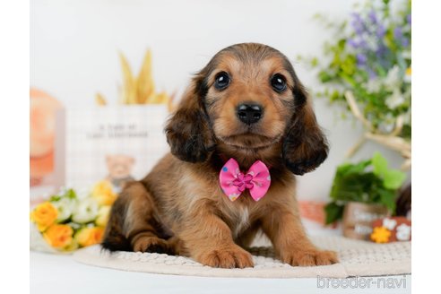 成約済の神奈川県のミニチュアダックスフンド(ロングヘアード)-295884の3枚目