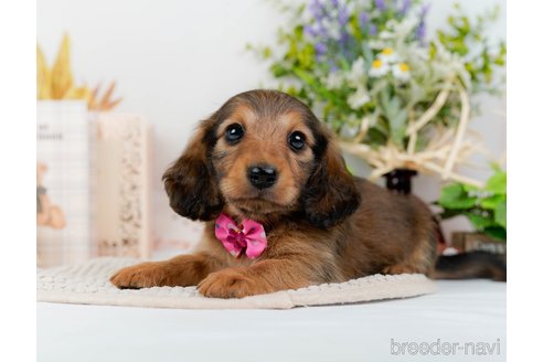 成約済の神奈川県のミニチュアダックスフンド(ロングヘアード)-295884の4枚目