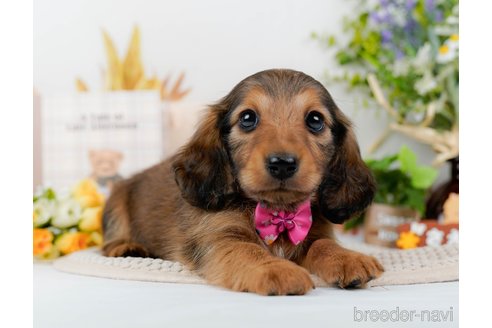 成約済の神奈川県のミニチュアダックスフンド(ロングヘアード)-295884の5枚目