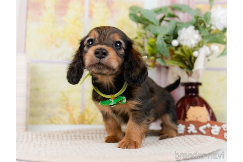 成約済の神奈川県のミニチュアダックスフンド(ロングヘアード)-295885の8枚目