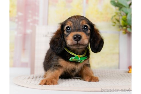成約済の神奈川県のミニチュアダックスフンド(ロングヘアード)-295885の9枚目
