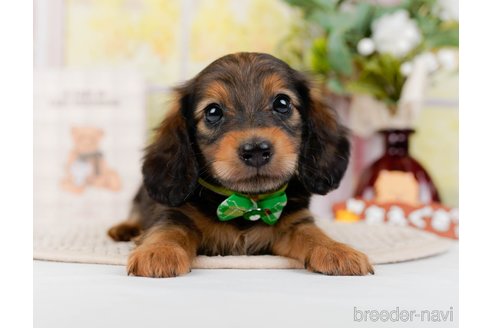 成約済の神奈川県のミニチュアダックスフンド(ロングヘアード)-295885の1枚目