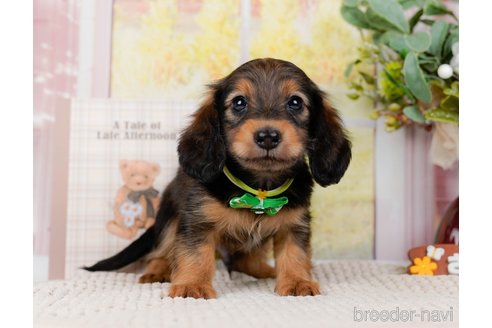成約済の神奈川県のミニチュアダックスフンド(ロングヘアード)-295885の5枚目