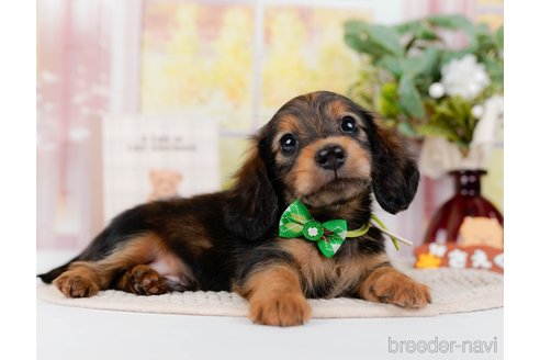 成約済の神奈川県のミニチュアダックスフンド(ロングヘアード)-295885の6枚目