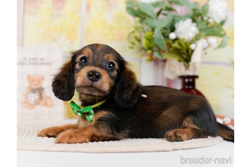 成約済の神奈川県のミニチュアダックスフンド(ロングヘアード)-295885の7枚目