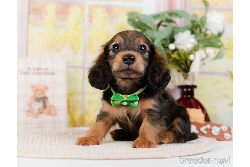 成約済の神奈川県のミニチュアダックスフンド(ロングヘアード)-295885の2枚目