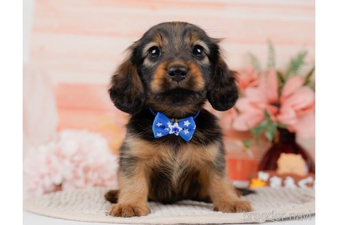 成約済の神奈川県のミニチュアダックスフンド(ロングヘアード)-295886の4枚目