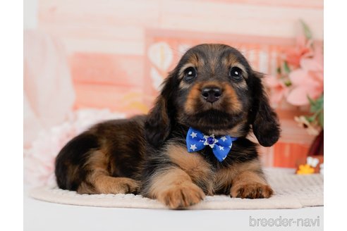 成約済の神奈川県のミニチュアダックスフンド(ロングヘアード)-295886の5枚目