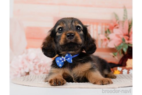 成約済の神奈川県のミニチュアダックスフンド(ロングヘアード)-295886の6枚目