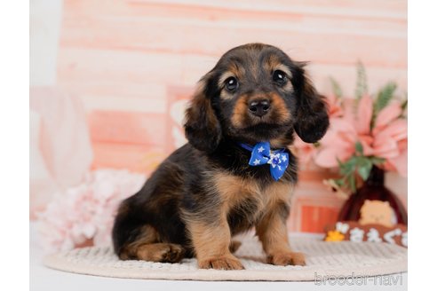 成約済の神奈川県のミニチュアダックスフンド(ロングヘアード)-295886の1枚目