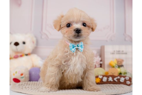 成約済の神奈川県のマルプー:マルチーズ×トイプードル-295896の10枚目