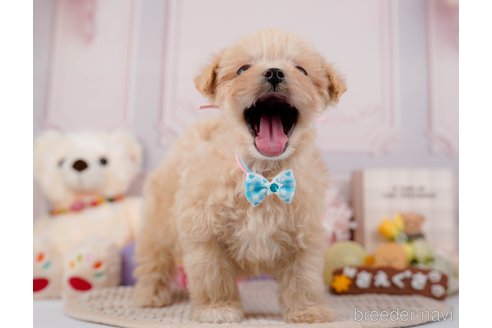 成約済の神奈川県のマルプー:マルチーズ×トイプードル-295896の11枚目