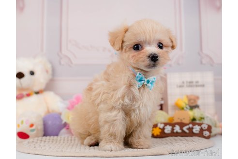 成約済の神奈川県のマルプー:マルチーズ×トイプードル-295896の12枚目