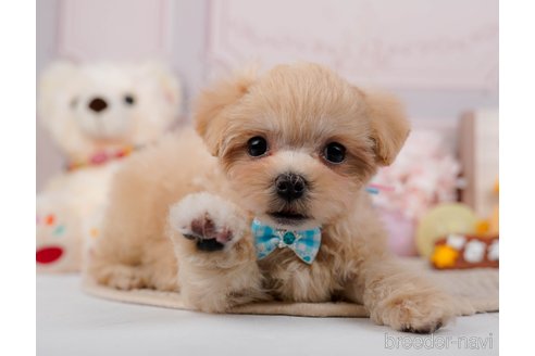 成約済の神奈川県のマルプー:マルチーズ×トイプードル-295896の6枚目