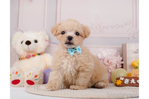 成約済の神奈川県のマルプー:マルチーズ×トイプードル-295896の7枚目