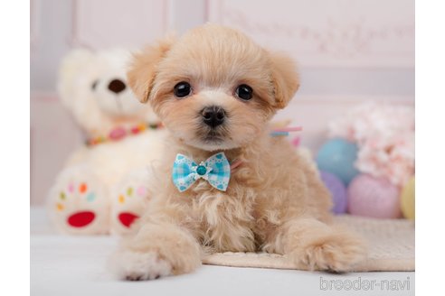 成約済の神奈川県のマルプー:マルチーズ×トイプードル-295896の8枚目