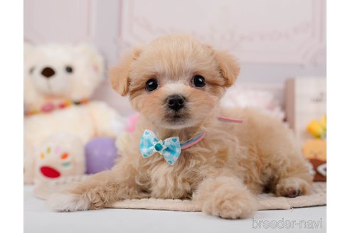 成約済の神奈川県のマルプー:マルチーズ×トイプードル-295896