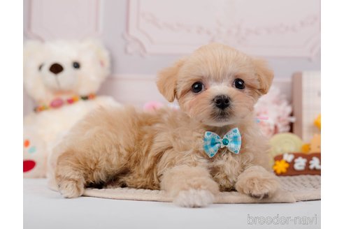 成約済の神奈川県のマルプー:マルチーズ×トイプードル-295896の2枚目