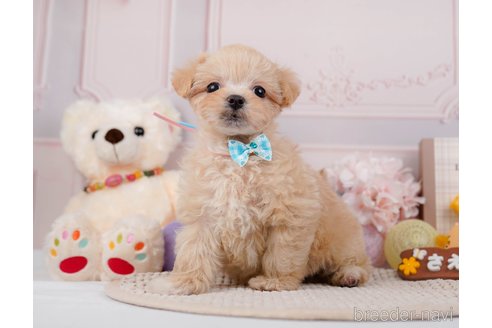 成約済の神奈川県のマルプー:マルチーズ×トイプードル-295896の4枚目