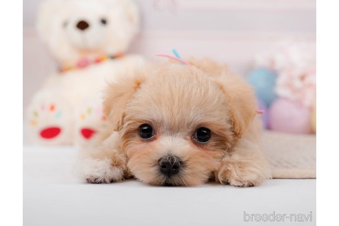 成約済の神奈川県のマルプー:マルチーズ×トイプードル-295896の5枚目