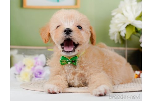 成約済の神奈川県のマルプー:マルチーズ×トイプードル-295900の8枚目