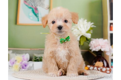 成約済の神奈川県のマルプー:マルチーズ×トイプードル-295900の9枚目