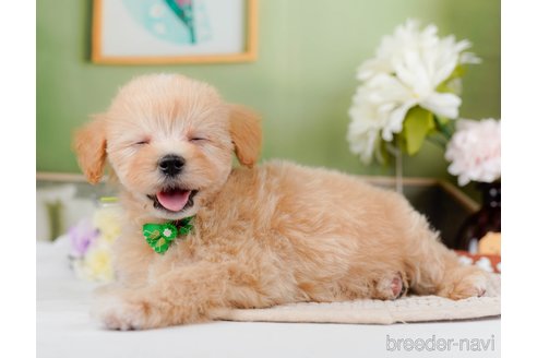 成約済の神奈川県のマルプー:マルチーズ×トイプードル-295900の10枚目