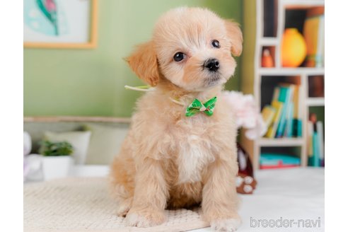 成約済の神奈川県のマルプー:マルチーズ×トイプードル-295900の4枚目