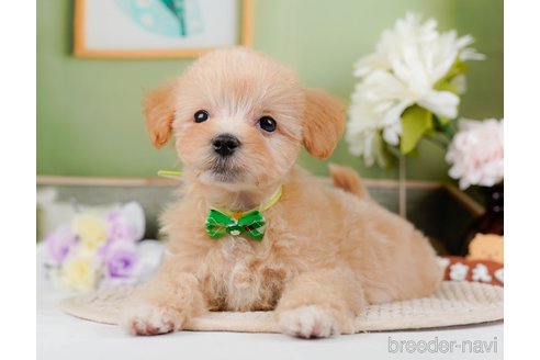 成約済の神奈川県のマルプー:マルチーズ×トイプードル-295900の5枚目