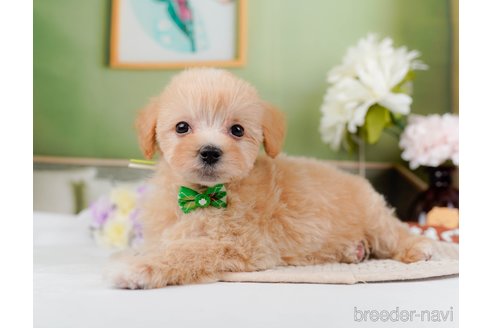 成約済の神奈川県のマルプー:マルチーズ×トイプードル-295900