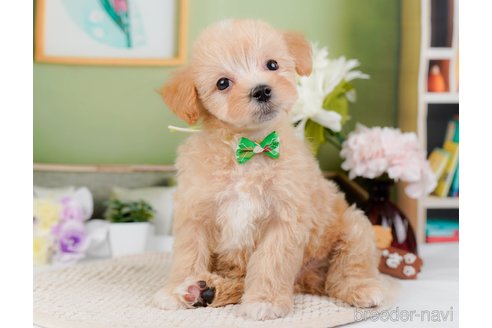 成約済の神奈川県のマルプー:マルチーズ×トイプードル-295900の3枚目