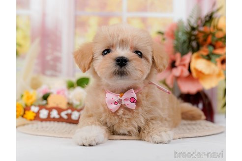 成約済の神奈川県のマルプー:マルチーズ×トイプードル-295901の10枚目