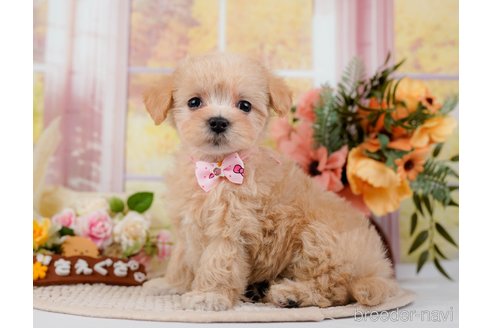 成約済の神奈川県のマルプー:マルチーズ×トイプードル-295901の6枚目