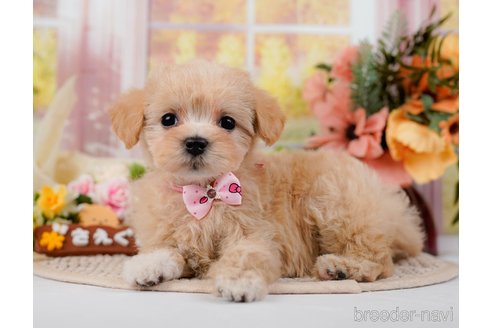 成約済の神奈川県のマルプー:マルチーズ×トイプードル-295901